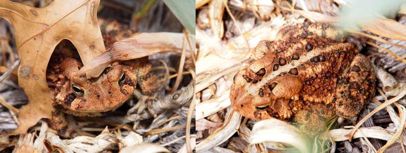 [Two photos spliced together. On the left the heaad is visible coming out from under a brown leaf. The toad has very wide mouth which protrudes outward on the sides well beyond the eyes. This toad is shades of brown. On the right is a top down view. There is a light brown stripe down the center of the back. There are dark brown warts ringed with balck on the brown skin of the toad.]